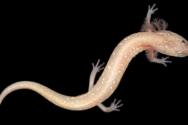 Unnamed Texas Groundwater Salamander