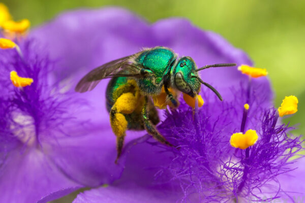 A green sweat bee on a spiderwort flower. Photo by: Alex Wild, used with permission.