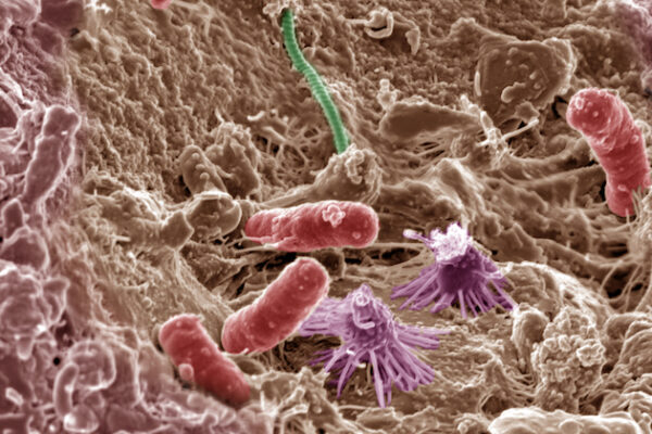 soil_microbes-cropped.jpg