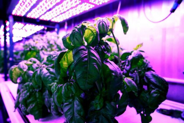 Lush green plant under ultraviolet light in a UT Austin greenhouse