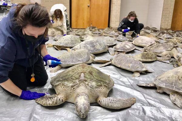 Cold stunned turtles are monitored by staff at UT's Marine Science Institute