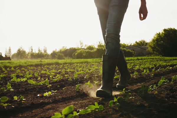 Person walking along a row of plants in the fields in the Panhandle area of Texas.