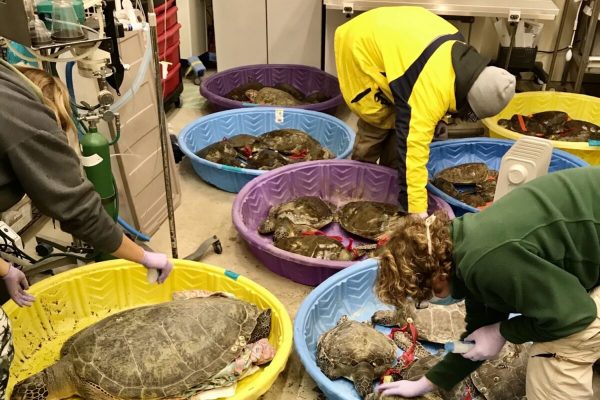 researchers with sea turtles indoors