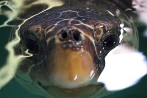 Turtle pokes its head out in the water