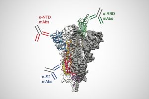 Antibodies Target Many Parts of SARS-CoV-2 Spike Protein