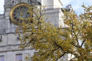 A close-up of the Tower clock and a branch of tree with golden leaves.